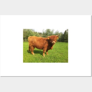 Scottish Highland Cattle Calf 2003 Posters and Art